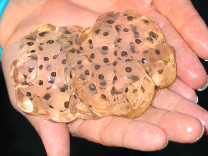 A single wood frog egg mass. A single wood frog egg mass. Credit: Karl Kleiner